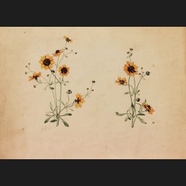 http://www.cerca-trova.fr/11748-thickbox_default/ecole-francaise-du-xixeme-siecle-deux-etudes-de-coreopsis-des-teinturiers-aquarelle.jpg
