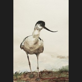 http://www.cerca-trova.fr/11868-thickbox_default/edmund-ou-odon-tull-avocette-elegante-recurvirostra-avosetta-aquarelle.jpg