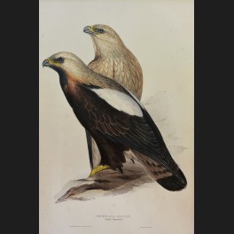 http://www.cerca-trova.fr/15136-thickbox_default/d-apres-edward-lear-spotted-eagle-lithographie-rehaussee.jpg