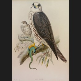 http://www.cerca-trova.fr/15142-thickbox_default/d-apres-edward-lear-spotted-eagle-lithographie-rehaussee.jpg