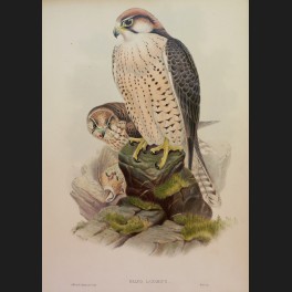 http://www.cerca-trova.fr/15146-thickbox_default/d-apres-edward-lear-spotted-eagle-lithographie-rehaussee.jpg