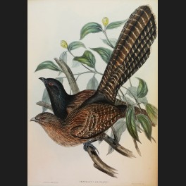 http://www.cerca-trova.fr/15148-thickbox_default/d-apres-john-gould-euplocomus-swinhoii-lithographie-rehaussee.jpg