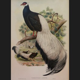 http://www.cerca-trova.fr/15160-thickbox_default/d-apres-john-gould-euplocomus-swinhoii-lithographie-rehaussee.jpg