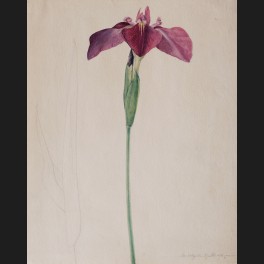 http://www.cerca-trova.fr/16843-thickbox_default/corniere-ecole-francaise-du-xixeme-siecle-iris-d-augustin-aquarelle.jpg