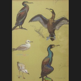 http://www.cerca-trova.fr/2048-thickbox_default/andre-margat-etudes-de-mouettes-et-cormorans-dessin.jpg