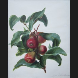 http://www.cerca-trova.fr/313-thickbox_default/ecole-francaise-du-xixeme-siecle-eugenia-pseudo-malaccensis-pommier-canaque-ou-rose-apple-dessin.jpg