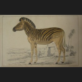 http://www.cerca-trova.fr/3903-thickbox_default/diverses-estampes-et-gravures-sur-le-theme-animalier.jpg