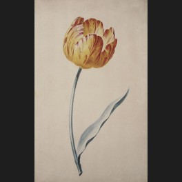 http://www.cerca-trova.fr/4202-thickbox_default/attribue-a-pancrace-bessa-tulipe-rouge-et-jaune-aquarelle.jpg
