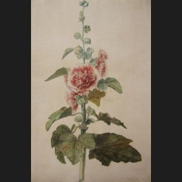 http://www.cerca-trova.fr/4204-thickbox_default/pancrace-bessa-rose-tremiere-aquarelle.jpg