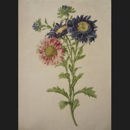 http://www.cerca-trova.fr/4209-thickbox_default/pancrace-bessa-dahlia-rose-et-dahlias-bleus-aquarelle.jpg