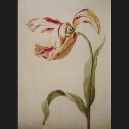 http://www.cerca-trova.fr/4217-thickbox_default/pancrace-bessa-tulipe-perroquet-rouge-et-jaune-aquarelle.jpg
