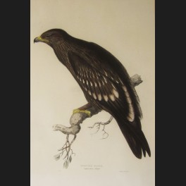 http://www.cerca-trova.fr/7409-thickbox_default/d-apres-edward-lear-spotted-eagle-lithographie-rehaussee.jpg