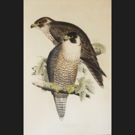 http://www.cerca-trova.fr/7416-thickbox_default/d-apres-edward-lear-peregrine-falcon-lithographie-rehaussee.jpg