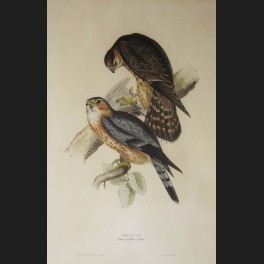 http://www.cerca-trova.fr/7432-thickbox_default/d-apres-edward-lear-spotted-eagle-lithographie-rehaussee.jpg