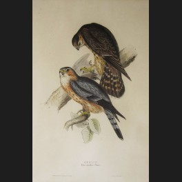 http://www.cerca-trova.fr/7432-thickbox_default/d-apres-john-gould-merlin-lithographie-rehaussee.jpg