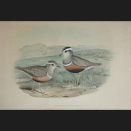 http://www.cerca-trova.fr/9955-thickbox_default/d-apres-john-gould-eudromias-morinellus-lithographie-.jpg